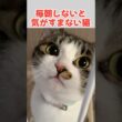 抱っこしてほしいかわいい鳴き声の子猫 #猫 #ねこ #子猫 #保護猫