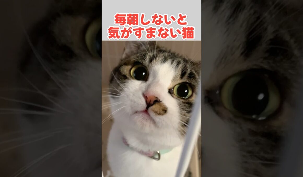 抱っこしてほしいかわいい鳴き声の子猫 #猫 #ねこ #子猫 #保護猫