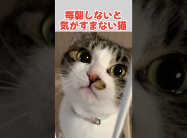 抱っこしてほしいかわいい鳴き声の子猫 #猫 #ねこ #子猫 #保護猫