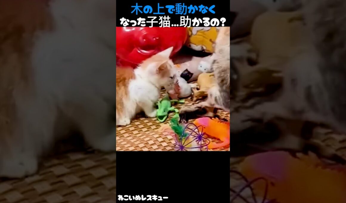 木の上で動かなくなった子猫…助かるの？