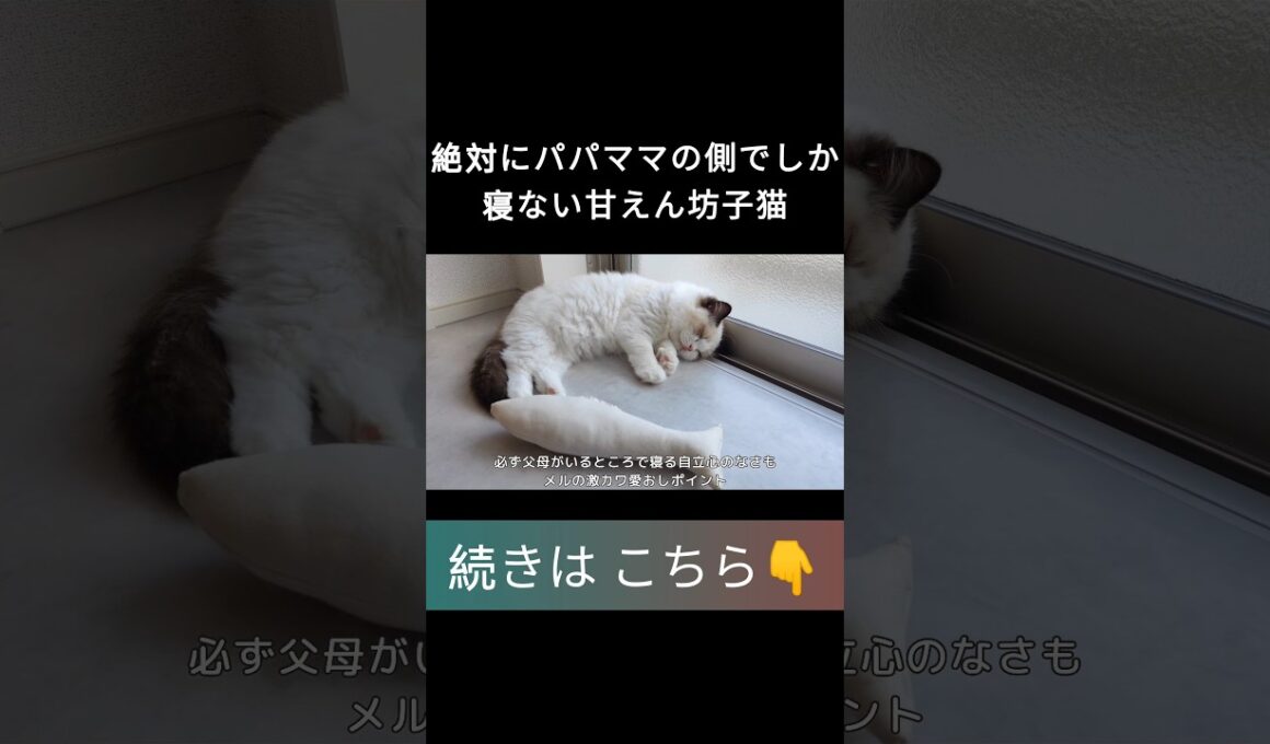 #shorts #ラグドール #子猫 #甘えん坊猫 #ぬいぐるみ猫 #ragdollcat