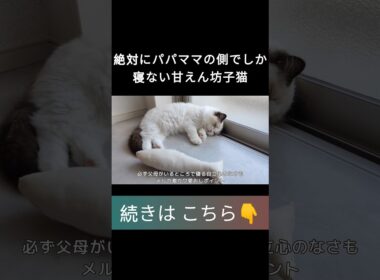 #shorts #ラグドール #子猫 #甘えん坊猫 #ぬいぐるみ猫 #ragdollcat