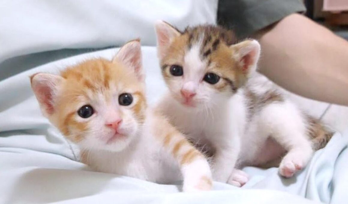 この後子猫に悲劇(笑)がおこってひやりとさせられました【赤ちゃん猫　保護猫】