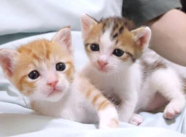 この後子猫に悲劇(笑)がおこってひやりとさせられました【赤ちゃん猫　保護猫】