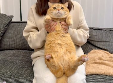 お風呂が沸いたのを知らせそびれちゃった猫【プリン】