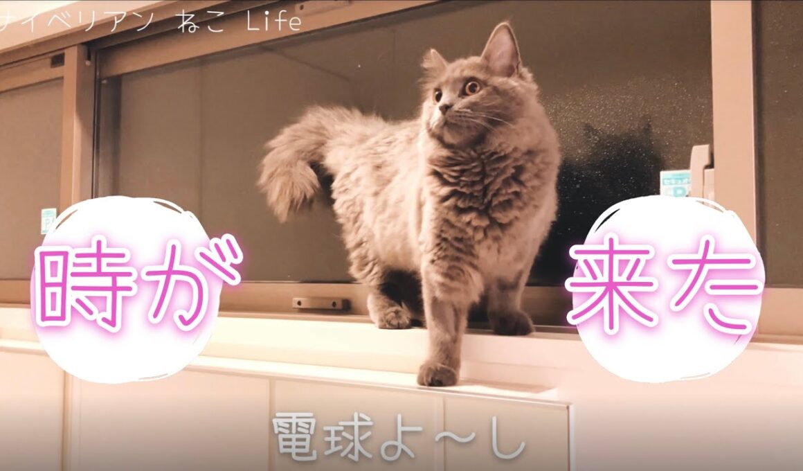 【サイベリアン子猫】あせるねこ