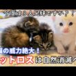 【子猫保護　ミイコ、わさお、もん、めめ編】１週間で天使が１匹から４匹へ。子猫の成長という喜びが、先住猫とのお別れというさみしさを自然に流してくれた。