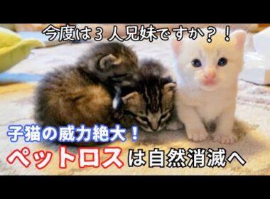【子猫保護　ミイコ、わさお、もん、めめ編】１週間で天使が１匹から４匹へ。子猫の成長という喜びが、先住猫とのお別れというさみしさを自然に流してくれた。