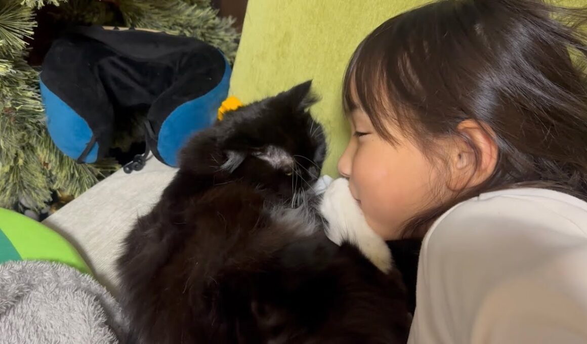 鳴いて訴えてる猫　ラガマフィンA cat meowing and pleading. Ragamuffin