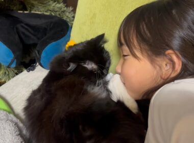 鳴いて訴えてる猫　ラガマフィンA cat meowing and pleading. Ragamuffin