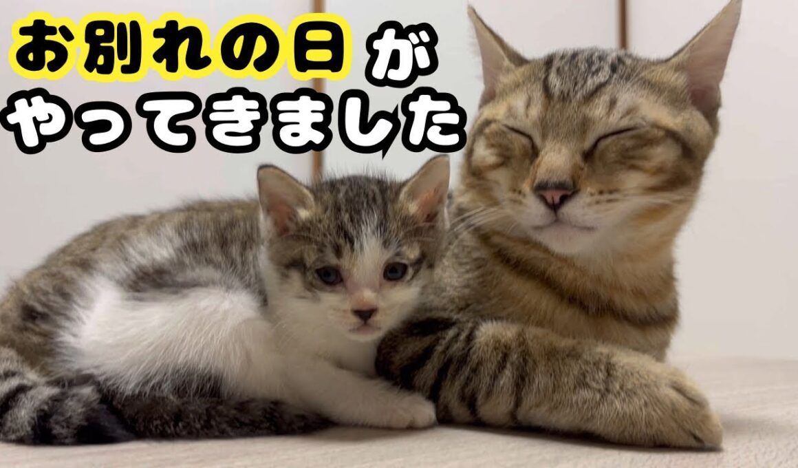 育児放棄されていた子猫に新しい家族が見つかりました。その後の先住猫の様子。