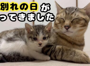 育児放棄されていた子猫に新しい家族が見つかりました。その後の先住猫の様子。