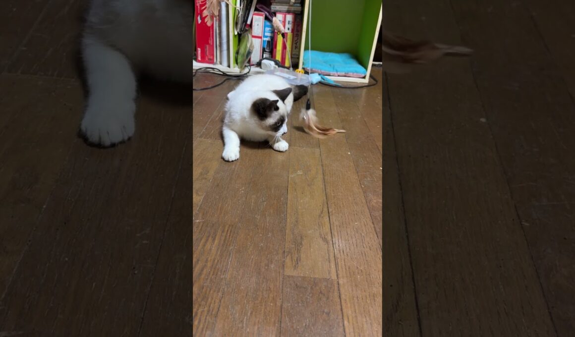 鈴のついた羽のネコジャラシで、ゴロゴロ遊ぶシャムの子ねこパンダくん