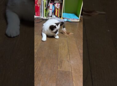 鈴のついた羽のネコジャラシで、ゴロゴロ遊ぶシャムの子ねこパンダくん