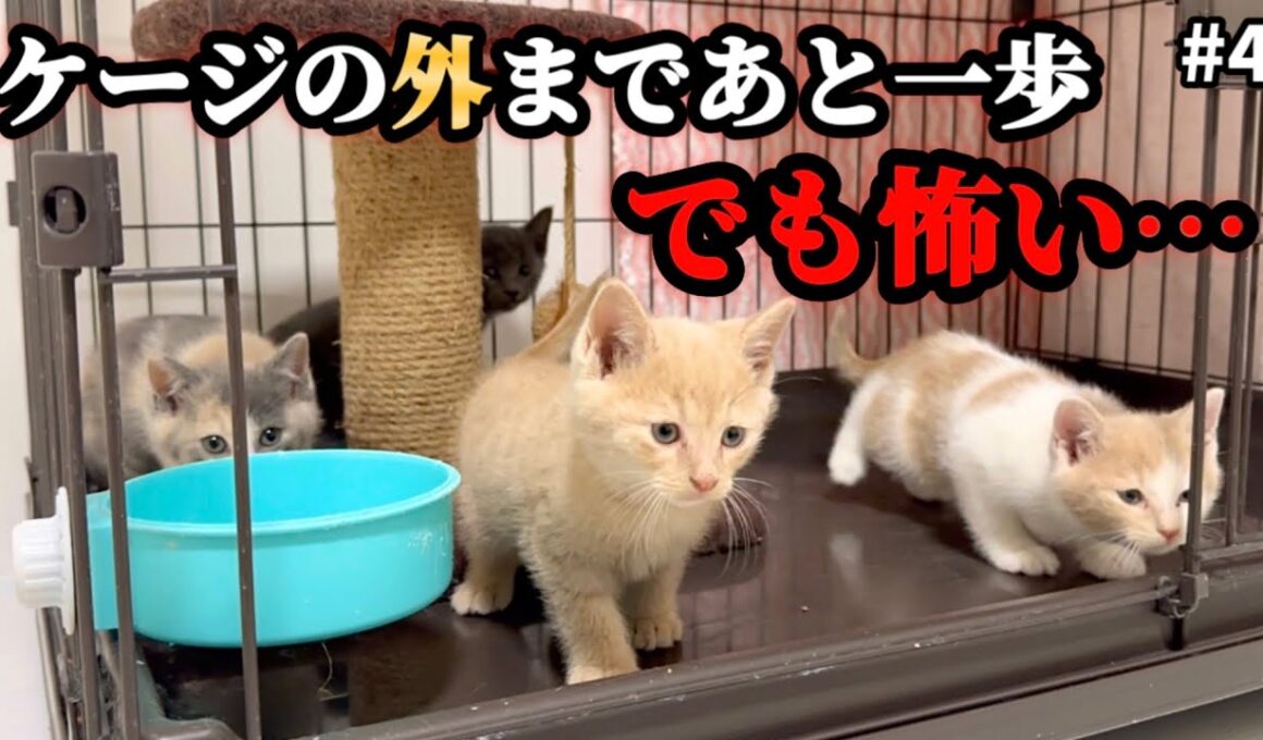 あと一歩…勇気が出ない子猫達の世界一かわいい「へっぴり腰」