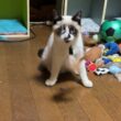 黒猫くー「シャムの子ねこパンダくん、ネコジャラシに夢中でも、三毛猫ミックスが来ると隠れるね」