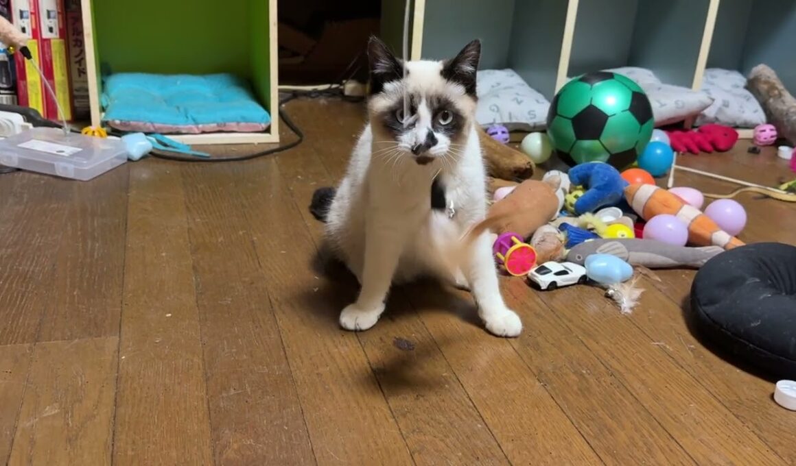 黒猫くー「シャムの子ねこパンダくん、ネコジャラシに夢中でも、三毛猫ミックスが来ると隠れるね」