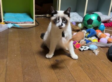 黒猫くー「シャムの子ねこパンダくん、ネコジャラシに夢中でも、三毛猫ミックスが来ると隠れるね」