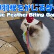 バーマン猫ラフ【青い羽根をかじるゲーム】Blue Feather Biting Game（バーマン猫）Birman/Cat