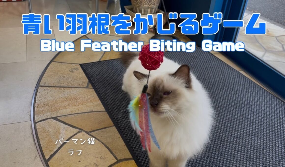 バーマン猫ラフ【青い羽根をかじるゲーム】Blue Feather Biting Game（バーマン猫）Birman/Cat