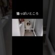 いつも置いてあるもの退かしたらすぐさま入り込む。#shorts #ラグドール #子猫 #猫のいる生活 #甘えん坊猫 #ぬいぐるみ猫
