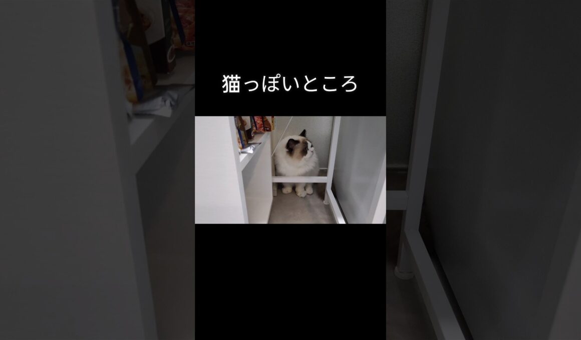 いつも置いてあるもの退かしたらすぐさま入り込む。#shorts #ラグドール #子猫 #猫のいる生活 #甘えん坊猫 #ぬいぐるみ猫