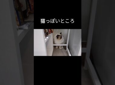 いつも置いてあるもの退かしたらすぐさま入り込む。#shorts #ラグドール #子猫 #猫のいる生活 #甘えん坊猫 #ぬいぐるみ猫