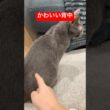 触りてぇ背中の猫#ロシアンブルー #猫