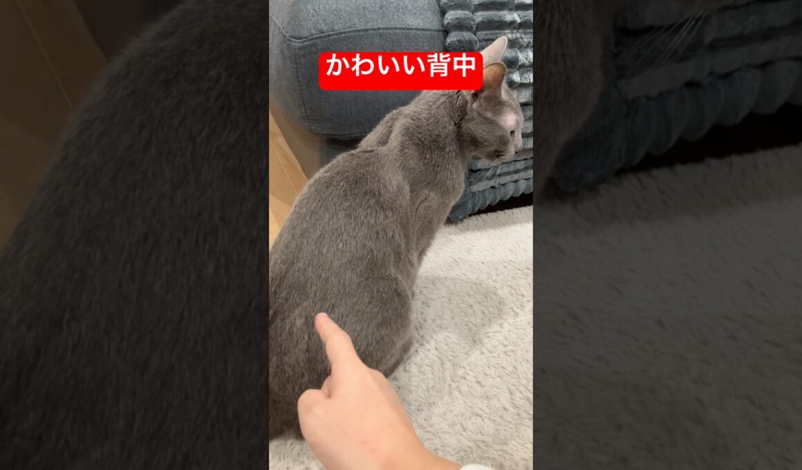 触りてぇ背中の猫#ロシアンブルー #猫