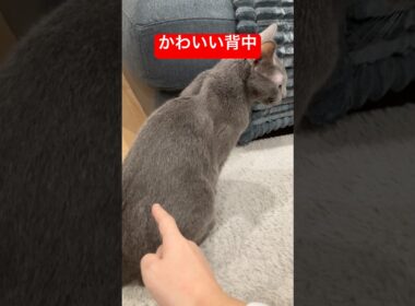 触りてぇ背中の猫#ロシアンブルー #猫