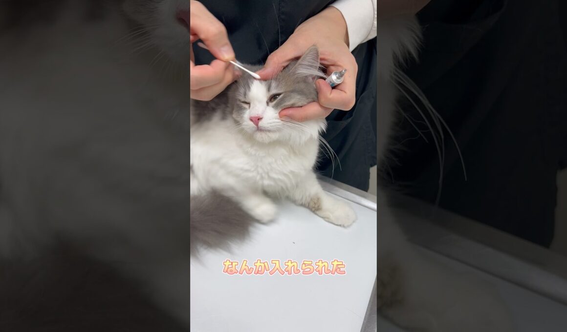 おとなしく眼軟膏を入れられるスコティッシュフォールド