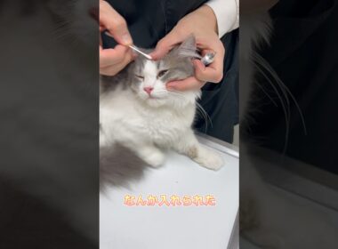 おとなしく眼軟膏を入れられるスコティッシュフォールド