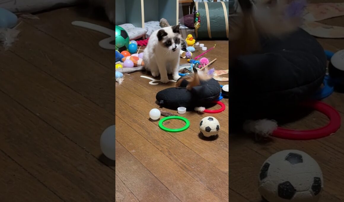 シャムの子ねこパンダくん。U字クッションとネコジャラシw