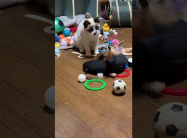 シャムの子ねこパンダくん。U字クッションとネコジャラシw