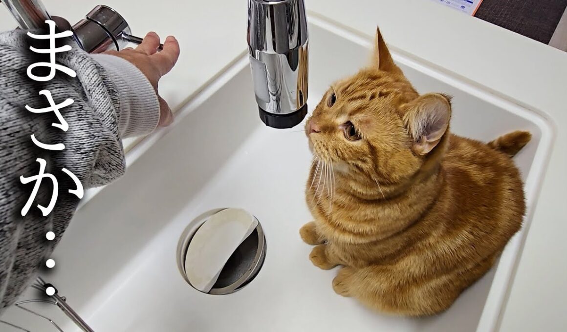 子猫がシンクに居座っているのでそのまま水を流した結果...