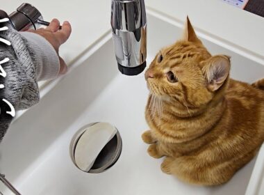 子猫がシンクに居座っているのでそのまま水を流した結果...