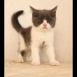 ブリティッシュショートヘアー子猫　British Shorthair　2025.9.27産まれ　　　ブルー＆ホワイト　男の子　シーダキャット猫のお店