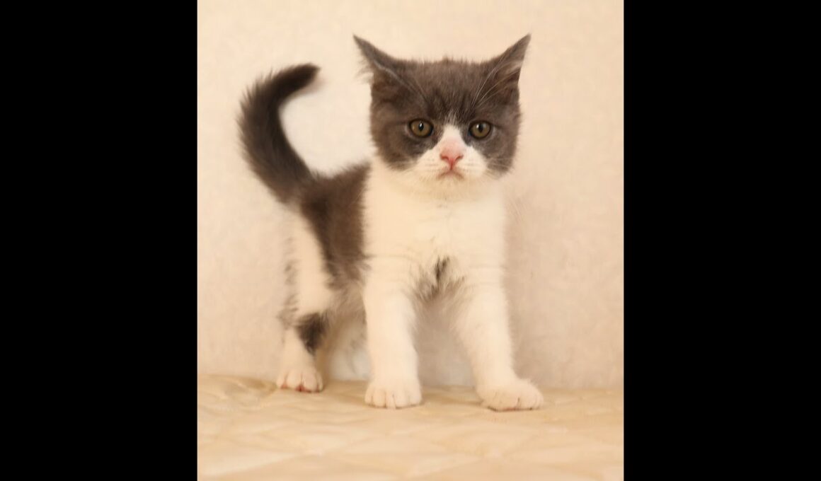 ブリティッシュショートヘアー子猫　British Shorthair　2025.9.27産まれ　　　ブルー＆ホワイト　男の子　シーダキャット猫のお店