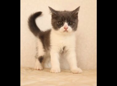 ブリティッシュショートヘアー子猫　British Shorthair　2025.9.27産まれ　　　ブルー＆ホワイト　男の子　シーダキャット猫のお店