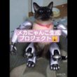 ちょこさん😺メカにゃんこを目指す #シャム猫 #たぬき猫 #ai生成動画