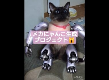 ちょこさん😺メカにゃんこを目指す #シャム猫 #たぬき猫 #ai生成動画