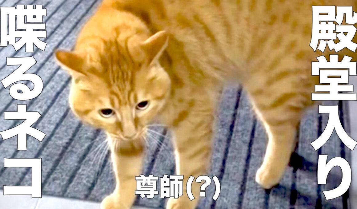 【殿堂入り】　喋るネコ　【※アフレコではありません】