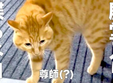 【殿堂入り】　喋るネコ　【※アフレコではありません】