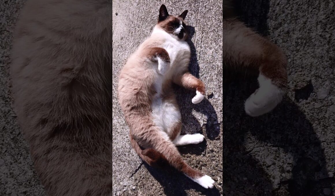 シャム猫さんの日向ぼっこ🌞 #猫 #ねこ #cat #Shorts