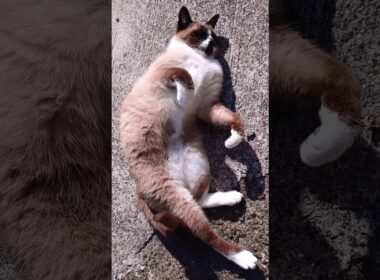 シャム猫さんの日向ぼっこ🌞 #猫 #ねこ #cat #Shorts