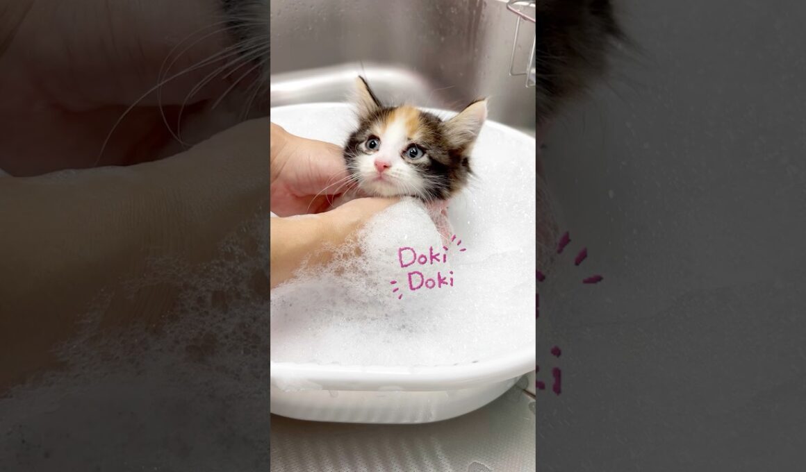 子猫シャンプー頑張りました【生後1ヶ月ノルウェージャンフォレストキャット】