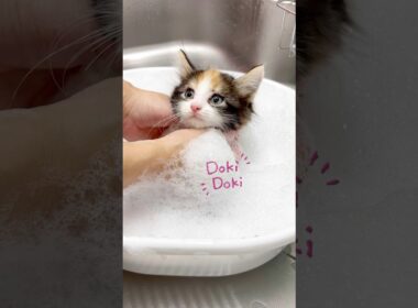 子猫シャンプー頑張りました【生後1ヶ月ノルウェージャンフォレストキャット】