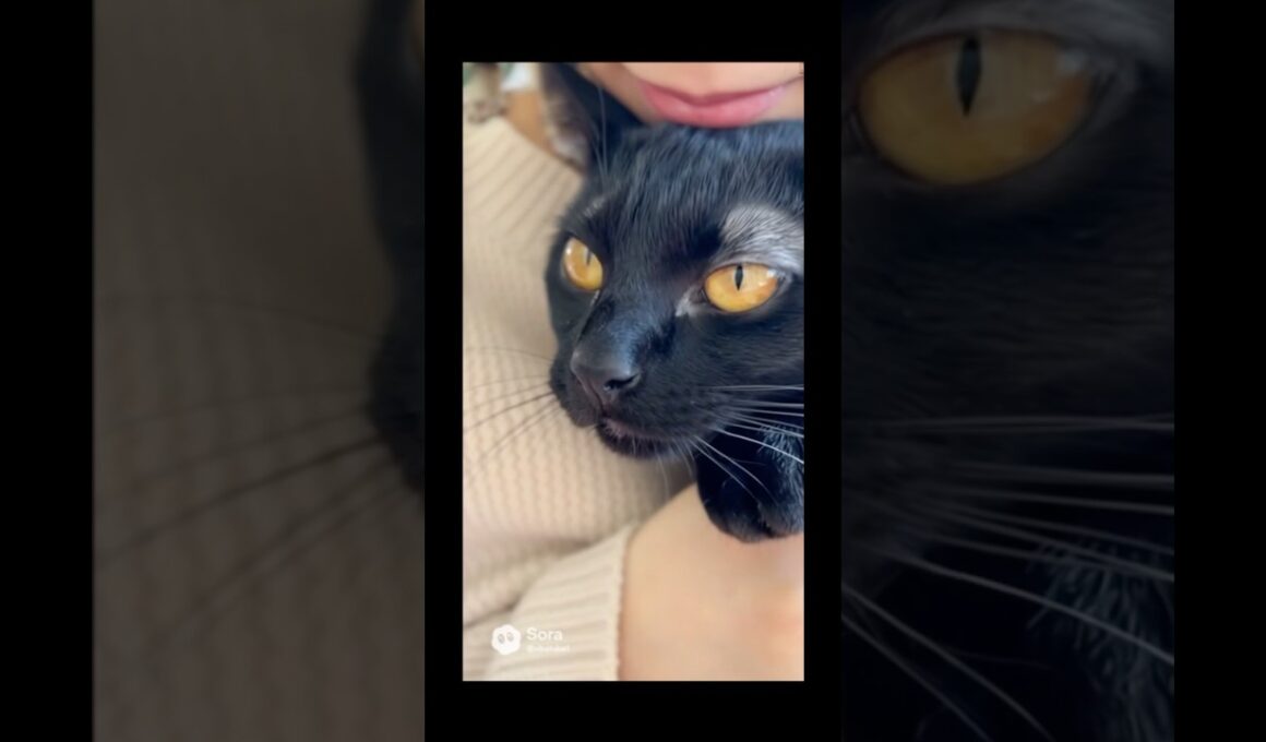 マメちゃんミケちゃんが、ボンベイを連れて帰って来た！