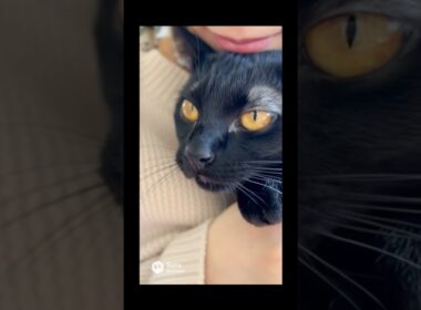 マメちゃんミケちゃんが、ボンベイを連れて帰って来た！