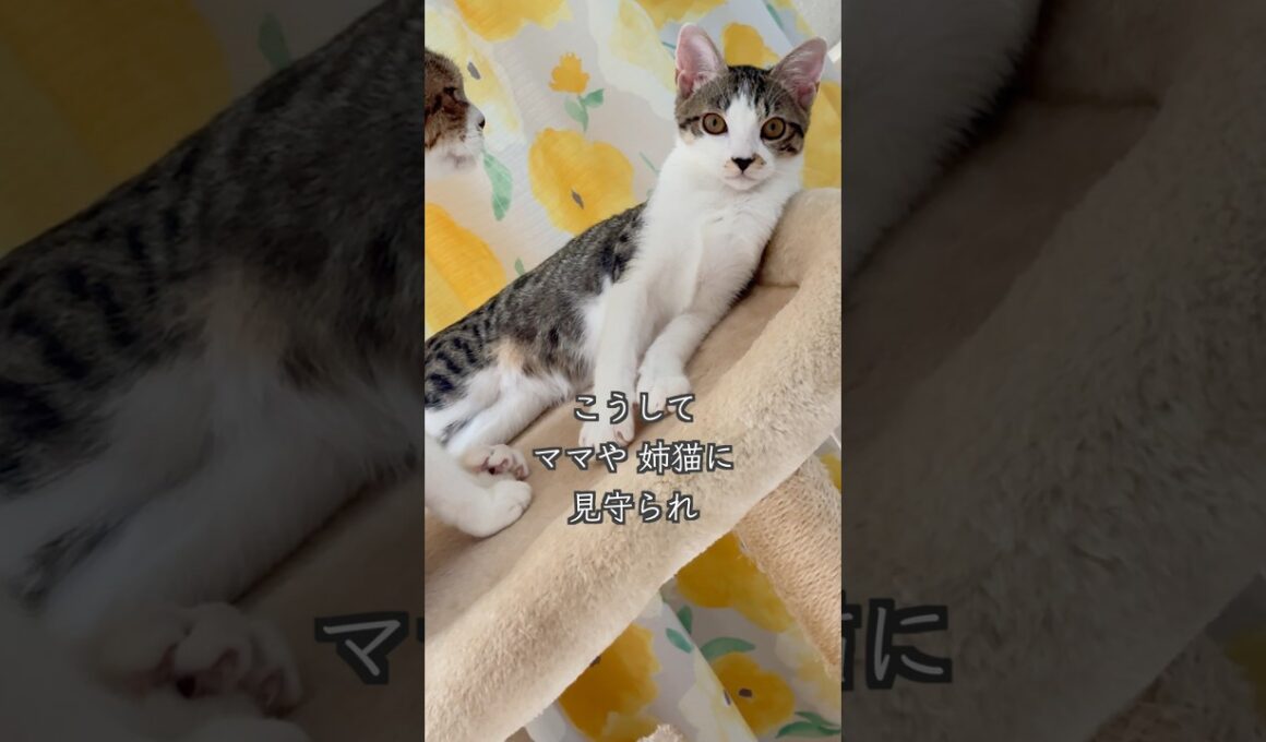 4ヶ月半の保護子猫と母猫が〇〇をめぐって闘います🐱 #shorts  #子猫動画 #保護子猫